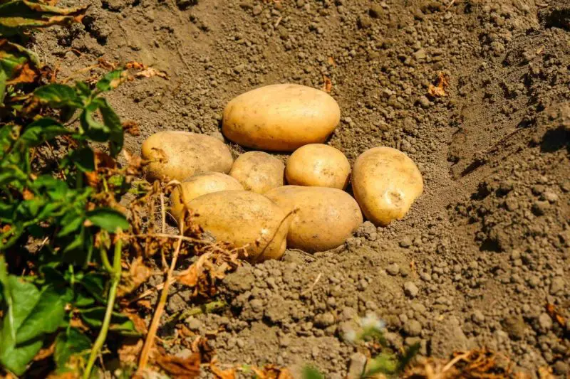 Potatoes Forever!, le patate del raccolto 23/24 sulle tavole per Natale Potatoes Forever!, le patate del raccolto 23/24 sulle tavole per Natale