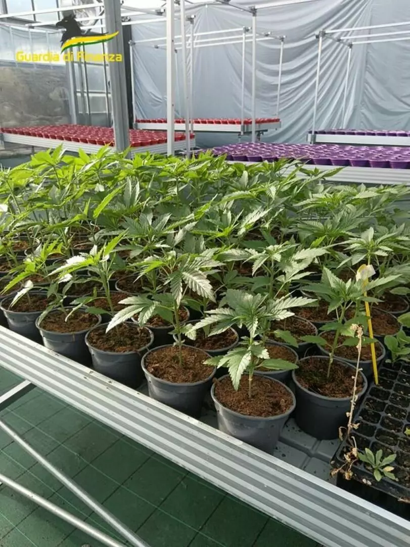 Savona, smantellata rete dedita al traffico internazionale di droga Savona, smantellata rete dedita al traffico internazionale di droga