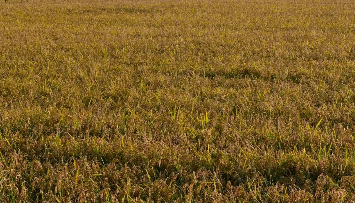 Agricoltura, Assofertilizzanti “Da stop urea rischio perdite fino a 45%”