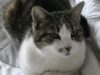 Open day sabato 13 giugno al Gattile intercomunale di Modena